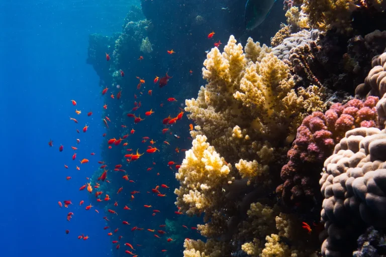 Marsa Alam : plongee, dugongs et protectorat de Wadi el-Gemal